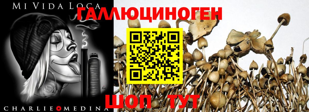 Псилоцибиновые грибы GOLDEN TEACHER Кубинка